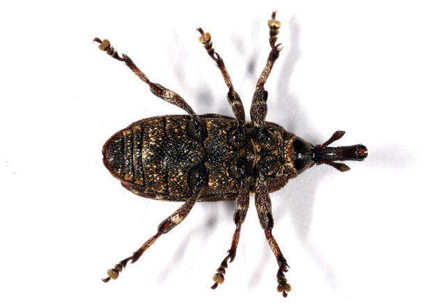 Pissodes piceae - Copyright Denis Bourgeois